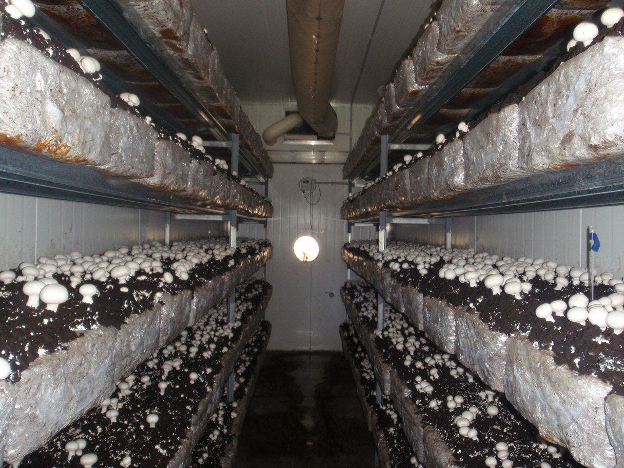Выращивание грибов технология. Грибная ферма вешенка. Оборудование для грибоводства вешенка. Оборудование для грибоводства шампиньоны. Грибы вешенка в теплице.